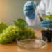 Grape Family Genomes Reveal Evolution and a New Disease-Resistance Gene