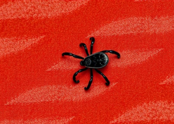 Tick-Borne Spotted Fever Clusters in Cooler Months, 18-Year Indian Study Finds