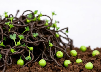 Seaweed and Soil Bacteria Team Up to Shield Peas from Salt Stress