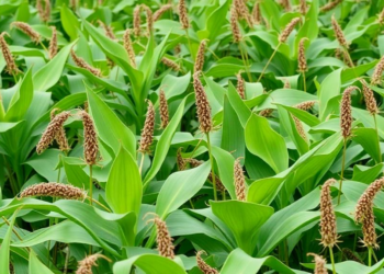 Invasive Plants Surge Through Mozambique’s Largest Irrigation Scheme, Threatening Native Flora