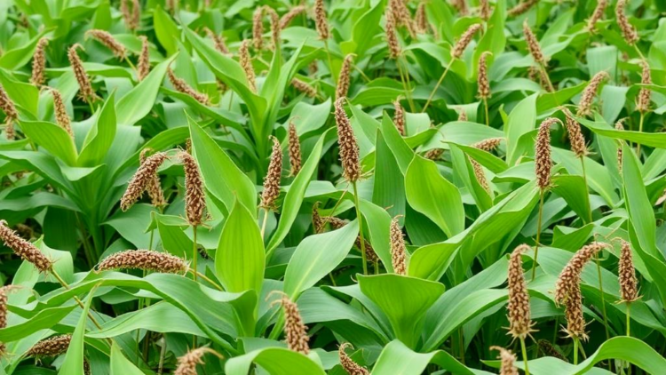Invasive Plants Surge Through Mozambique’s Largest Irrigation Scheme, Threatening Native Flora