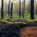 Burned soils creep back toward normal, but carbon lags behind