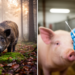 Erysipelas Bacterium Rare in Swedish Pig Tonsils but Common in Wild Boar