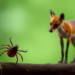 New Duplex Real-Time PCR Test Tracks Two Fox Babesia Parasites and Their Tick Vectors