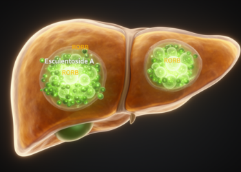 Natural Saponin Esculentoside A Curbs Liver Cancer Growth by Stabilizing RORB Protein