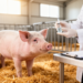 Experimental Inactivated Vaccine Built from Chinese Pig Isolate Curbs Ileitis in Challenge Study