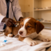 Puppy in Ethiopia Recovers From Suspected Parvovirus After Supportive Care
