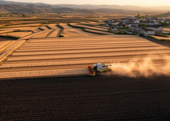 China’s croplands lose more carbon than they store once harvest is counted