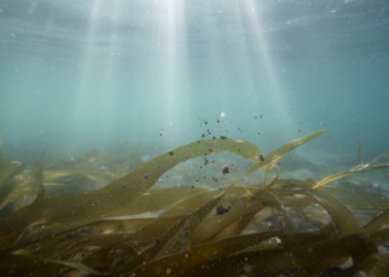 Marine Algae Boost Arctic Removal of Organic Pollutants from Shelf Waters
