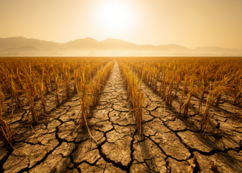Soil moisture deficits sharpen heat extremes in Southeast China, model experiments show