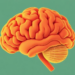 Fungal Food Toxins Can Breach the Brain: Review Maps How Mycotoxins Damage the Nervous System