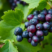 Grapevine Gene VlARO Fights Gray Mold by Boosting an Antifungal Flavonoid