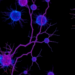 Single Transcription Factor PU.1 Rapidly Converts Fibroblasts into Macrophage-Lineage Cells