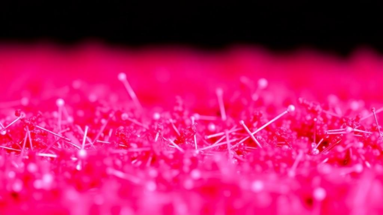 Tiny Particles, Big Relief: Nanoparticles Shield Crops From Toxic Metals