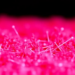 Tiny Particles, Big Relief: Nanoparticles Shield Crops From Toxic Metals