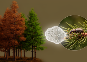 Delays Drive Chaos in a Model of Pine Wilt Disease Biological Control