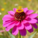 Wildflower Strips or Organic Farming? Study Weighs Biodiversity Gains Against Farm Profits