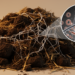 Fungi may help antibiotic resistance genes survive livestock manure composting