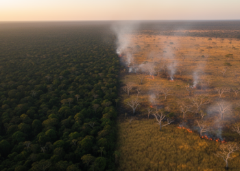 Brazil’s Fires Split Along Cerrado–Amazon Divide, Four Decades of Data Show