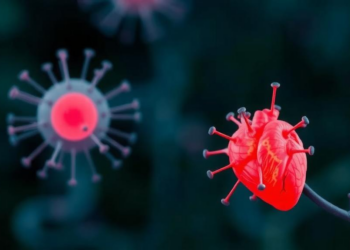Plant Compound Salvianolic Acid B Shields Heart Cells From Sugar-Driven Inflammatory Cell Death