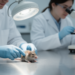 Mouse Brain Study Uncovers NDN and IDE as Candidate Fragile X Biomarkers