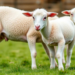Vaginal microbiome screening reveals vaccine strain reactivation at lambing in ewes
