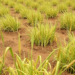 Sixty-Year Farming Experiment Reveals How Rotations Tame Weeds in the Sahel