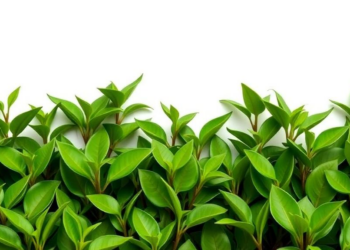 22 Tea Plant Genomes Show Conserved ARR Subgroups and Shell Orthogroup Variation