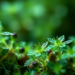 Plants and Microbes Emerge as Green Factories for Making Nanoparticles