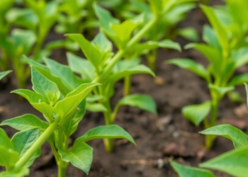 Nanosensors and AI Join Forces to Catch Crop Diseases Before Symptoms Show