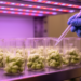 LED Light and Methyl Jasmonate Boost Cepharanthine in Stephania Callus Cultures