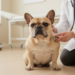 Survey of 574 French bulldogs in Germany reveals widespread breed health problems