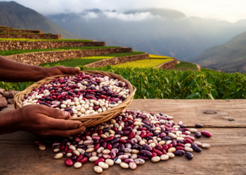 Bean Landraces of the Southern Andes Documented in First Morphological and Phenological Study