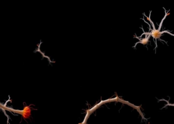 Kimchi Microbes Show Probiotic Promise as Scientists Isolate Three New Latilactobacillus sakei Strains