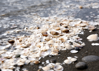 Crushed shells buffer acidic sediments and help young clams grow