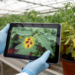 Research report: Instance-level localization and similarity-aware contrastive learning for robust plant disease classification