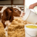 Whole milk replacer boosts calf growth, but pea starter falls short
