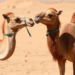 Dehydration thins the spleen’s immune hub in desert camels