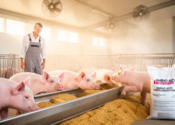 L-Arginine Supplementation Boosts Amino Acid Digestibility in Heat-Stressed Pigs
