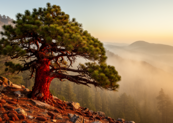 Endangered Mexican Pine Held Its Climate Niche for 21,000 Years
