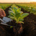 Lower Nitrogen and Duckbill Transplanting Boost Tobacco Rhizosphere Microbes and Leaf Quality