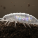 Springtail Hox Protein Reveals Evolutionary Middle Ground in Losing Abdominal Limbs