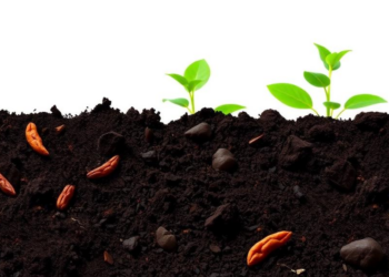 Chrome-free leather biodegrades faster in soil, reshaping microbial communities