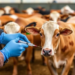 Vaccination and Biosecurity Lead the Field in Cutting Livestock Antibiotic Dependence