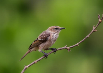 Rat Poison Found in Half of Dead Birds of Prey in Queensland Study