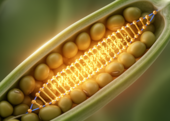VrMYB80 Shapes Pollen Development in Mungbean by Activating VrLBD27 and VrWBC27