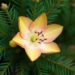 Gene Atlas Reveals How Norway Spruce Finally Learns to Flower