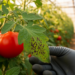 Endophytic Bacillus Strains Suppress Bacterial Speck Disease in Tomato