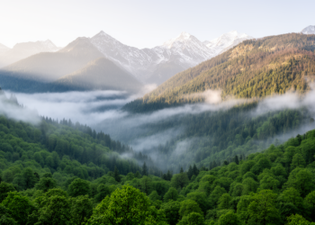 Himalayan Forests Split Carbon Duties by Altitude, Study Finds