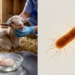 Phylogroup G E. coli dominates in goat kids with hemorrhagic abomasitis